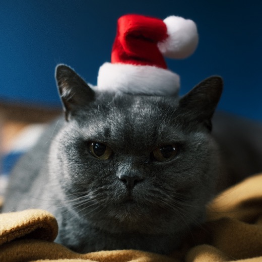 Mira the cat, wearing a tiny Santa hat